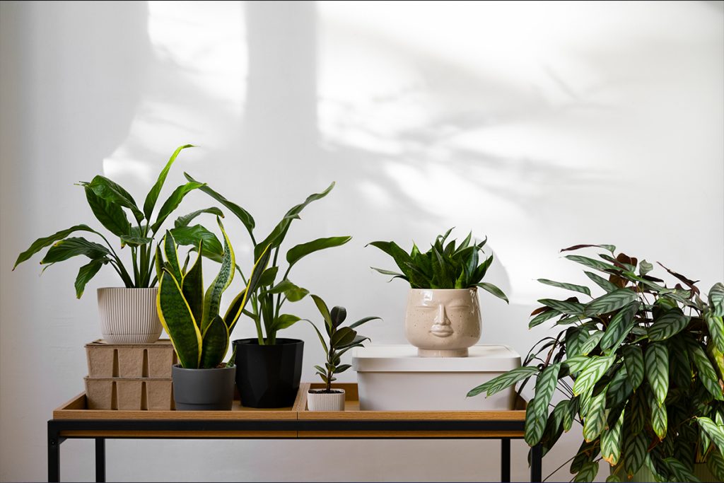 Растенията в дома: Най-добрите зелени приятели за чист въздух и добра енергия